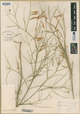 Astragalus junceus image