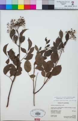Sambucus nigra subsp. canadensis image