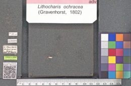 Lithocharis ochracea image