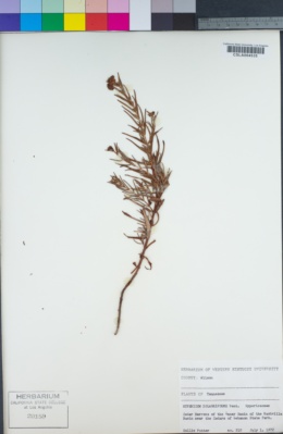 Image of Hypericum dolabriforme