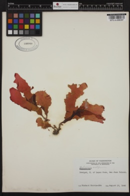 Loranthophycus californicus image