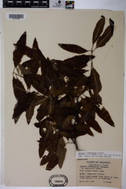Quercus ludoviciana image