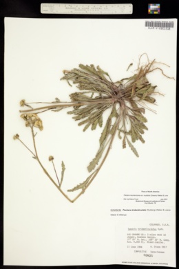 Image of Packera tridenticulata