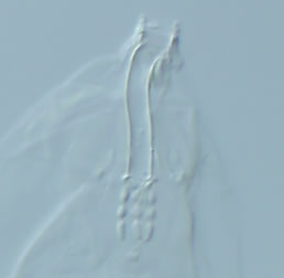 Paramacrobiotus richtersi image