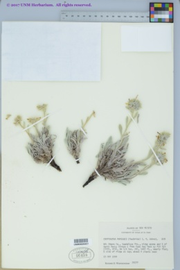 Oreocarya paysonii image