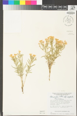Phlox viridis image