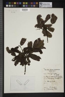Myrica salicifolia image