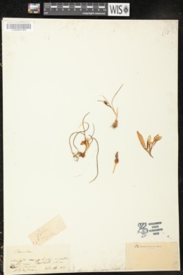 Gladiolus carneus image