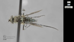 Image of Tachytrechus angustipennis