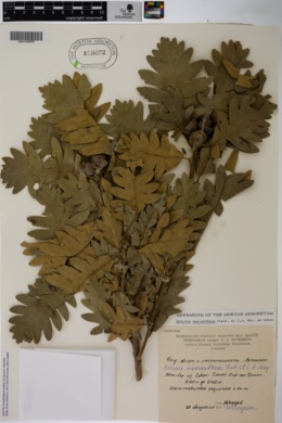 Quercus macranthera image