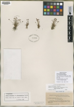 Juncus triformis image