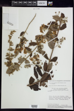 Banisteriopsis malifolia image