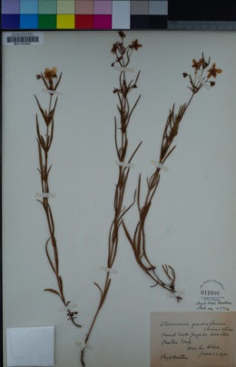 Image of Lysimachia quadriflora