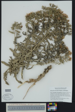 Mentzelia chrysantha image
