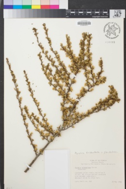 Image of Purshia glandulosa