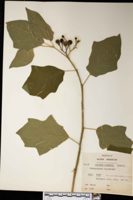 Solanum guamense image