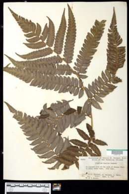 Image of Cibotium nealiae