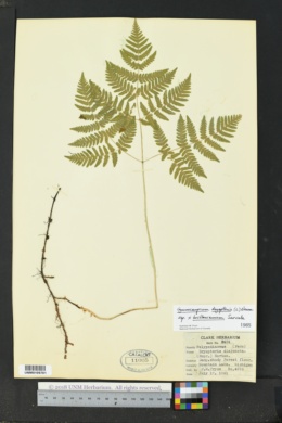 Image of Gymnocarpium × brittonianum