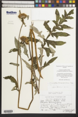 Image of Centaurea dealbata