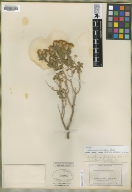 Image of Macronema obovatum