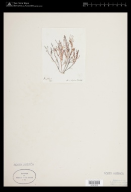 Acanthophora nayadiformis image