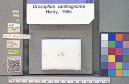 Drosophila xanthognoma image