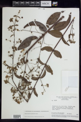 Image of Banisteriopsis hatschbachii