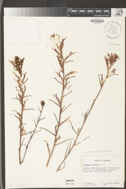 Castilleja subinclusa subsp. subinclusa image