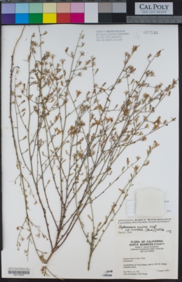 Stephanomeria exigua subsp. carotifera image