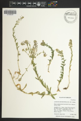 Image of Lepidium heterophyllum