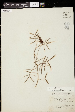 Neptunia pubescens var. floridana image