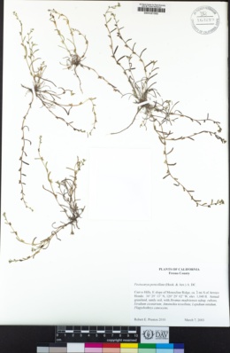 Pectocarya penicillata image