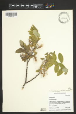 Salix glauca var. glabrescens image