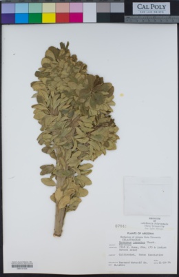 Image of Euonymus japonicus