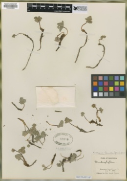 Oreonana clementis image