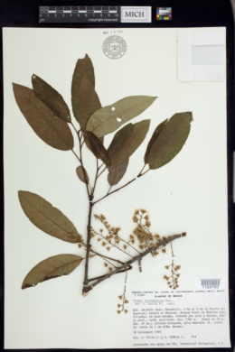 Image of Prunus cortapico