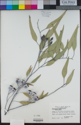 Image of Eucalyptus caesia