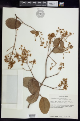 Thryallis longifolia image