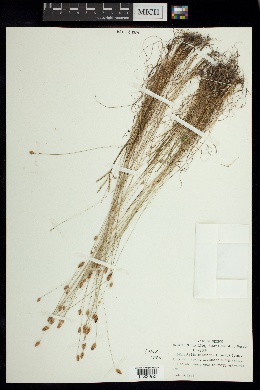 Bulbostylis pubescens image