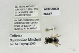 Image of Colletes thysanellae