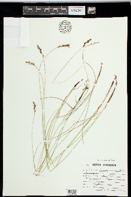 Carex praegracilis var. praegracilis image