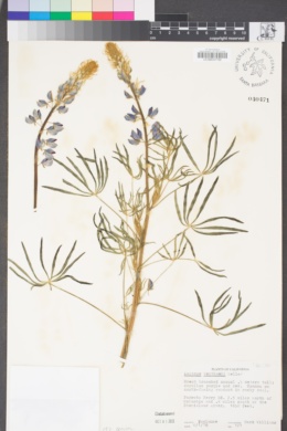Lupinus benthamii image