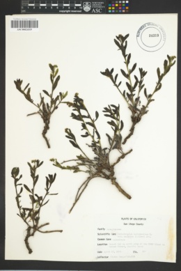 Image of Heliotropium spathulatum