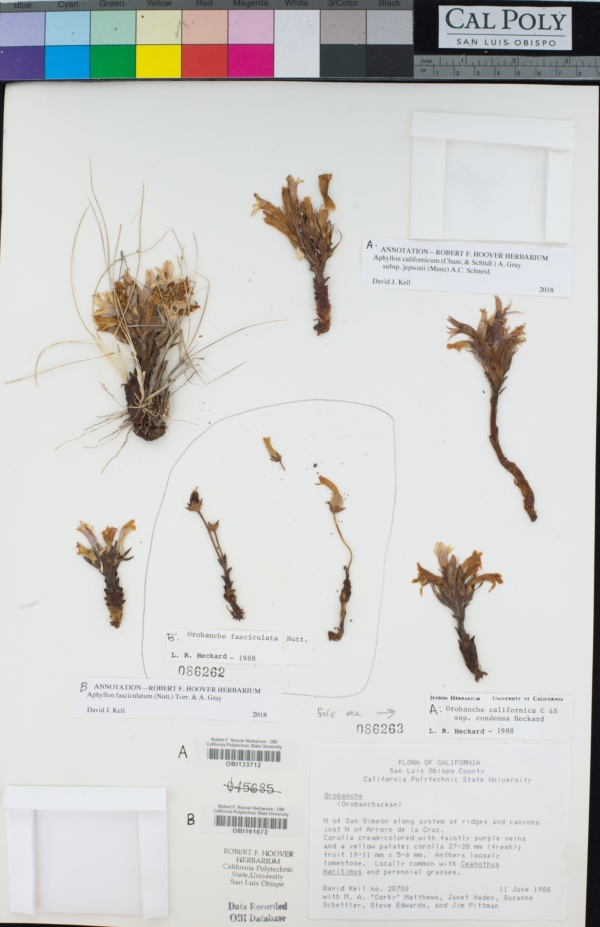 Orobanche californica subsp. condensa image