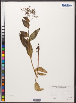 Image of Mertensia umbratilis