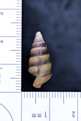 Pleurocera trochiformis image