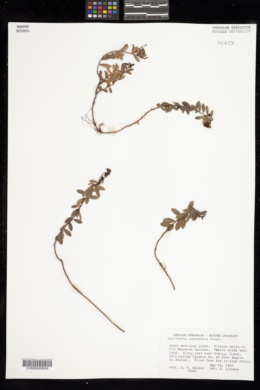 Gaultheria borneensis image