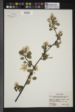 Amelanchier alnifolia var. cusickii image