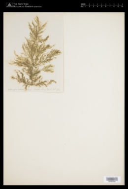 Ectocarpus littoralis image