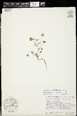 Trifolium bifidum var. decipiens image